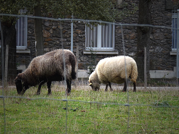 Mouton notre dame de bon secours